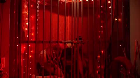 D Devours Kitty online show from February 15, 5:36 am