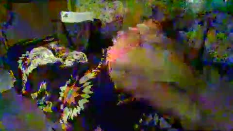 honeybfly99 online show from February 9, 5:19 am