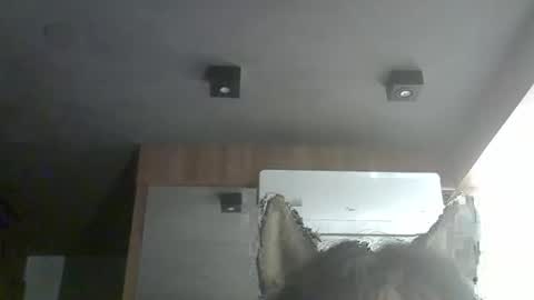 skinnykittencam online show from February 7, 3:45 am