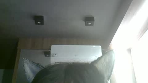 skinnykittencam online show from June 3, 6:11 pm