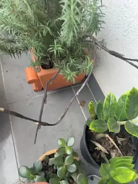 Georgiafox online show from February 2, 7:13 pm