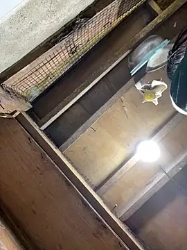 bellaUtops online show from April 15, 3:01 am